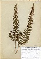 藏品(韓氏耳蕨)的圖片